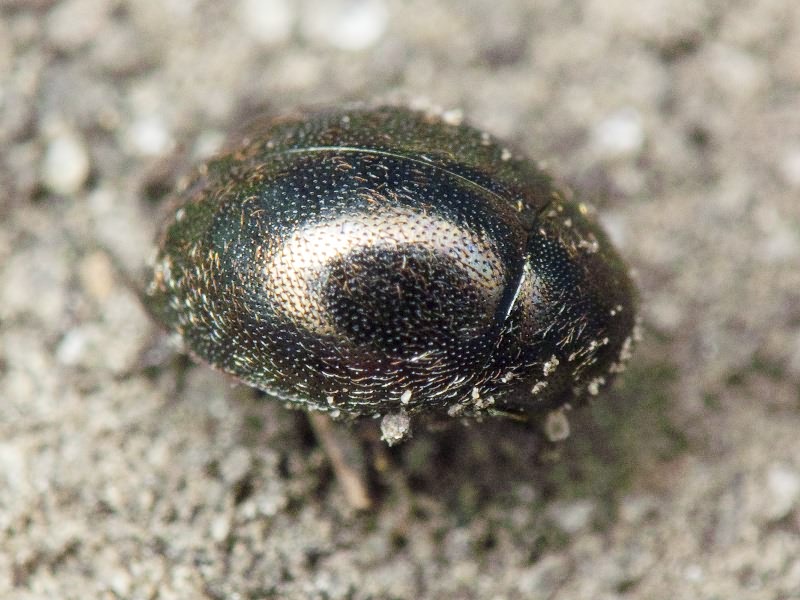 Lamprobyrrhulus nitidus (Schaller, 1783)